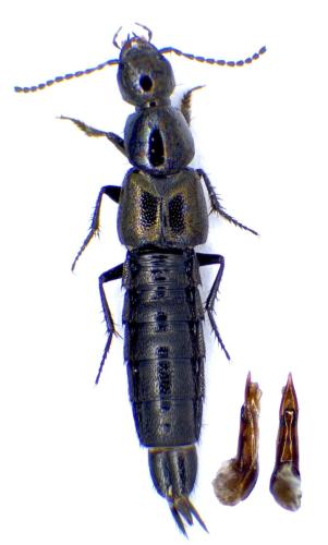 Réf. 350 595 : Philonthus atratus